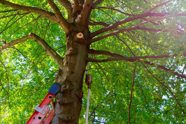 Tree Branch Trimming in Dryden, MI